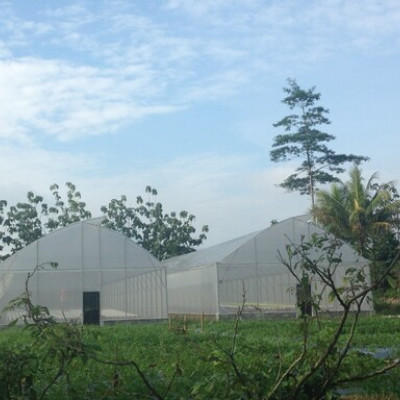 Green House dan Hidroponik 2