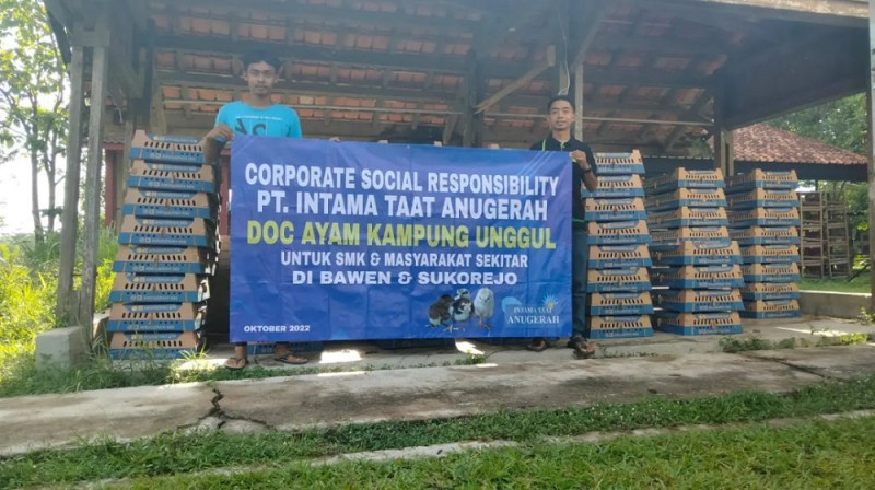 Bantuan 10000 DIC Ayam Kampung Unggul oleh PT Intama Taat Anugerah