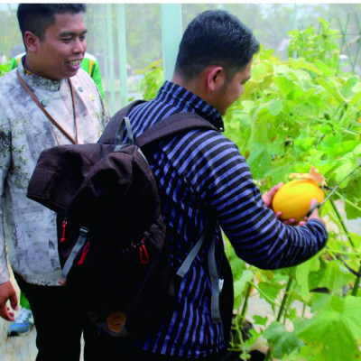 Panen Melon Premium