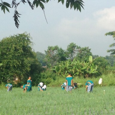 Perawatan Tanaman